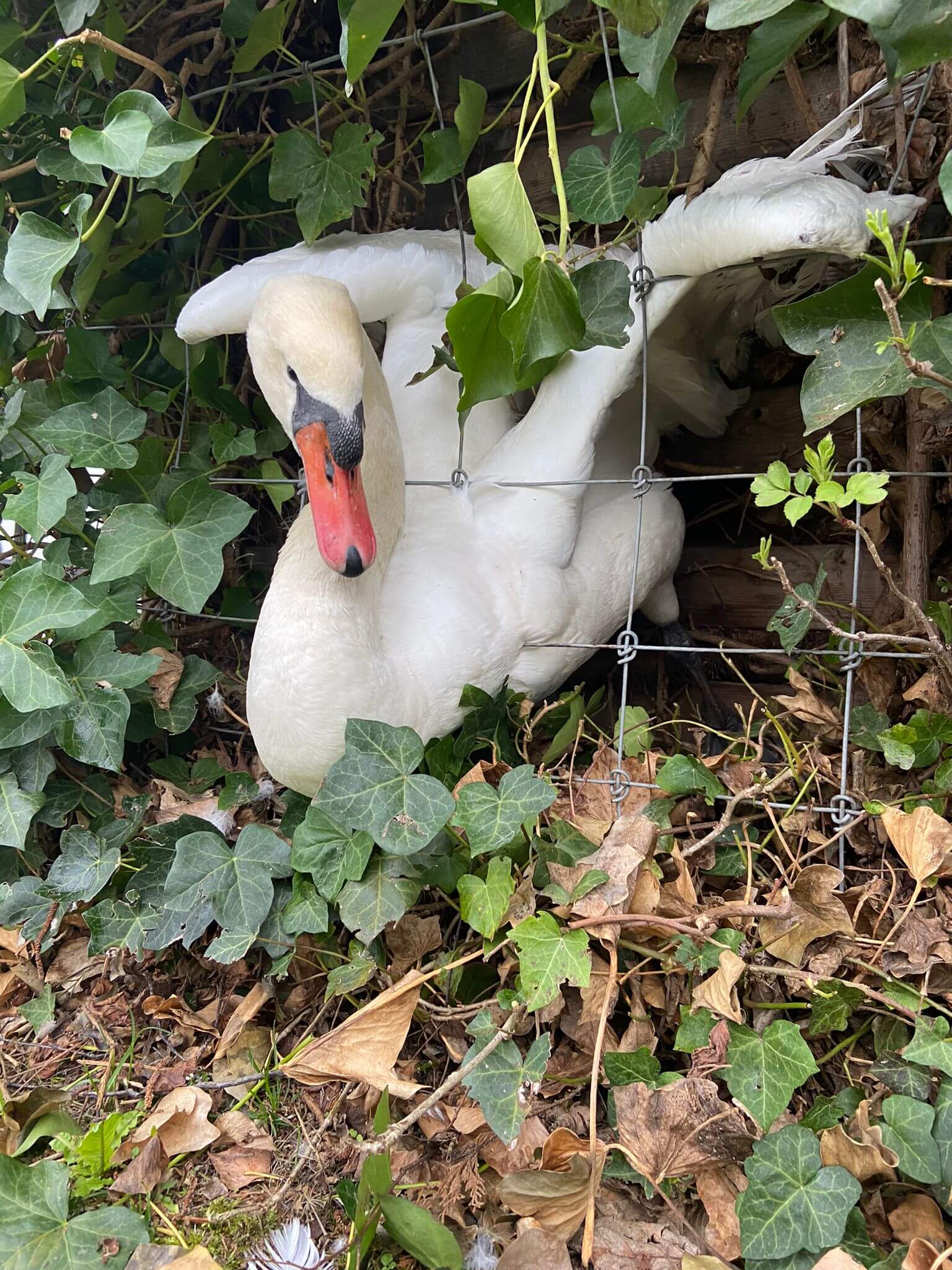 Storch_Kamin__2_.jpg