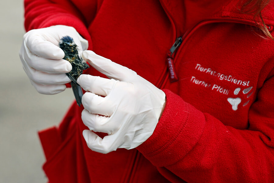 tierrettung-diverse/Rettungsdienst_Originalformat__6_