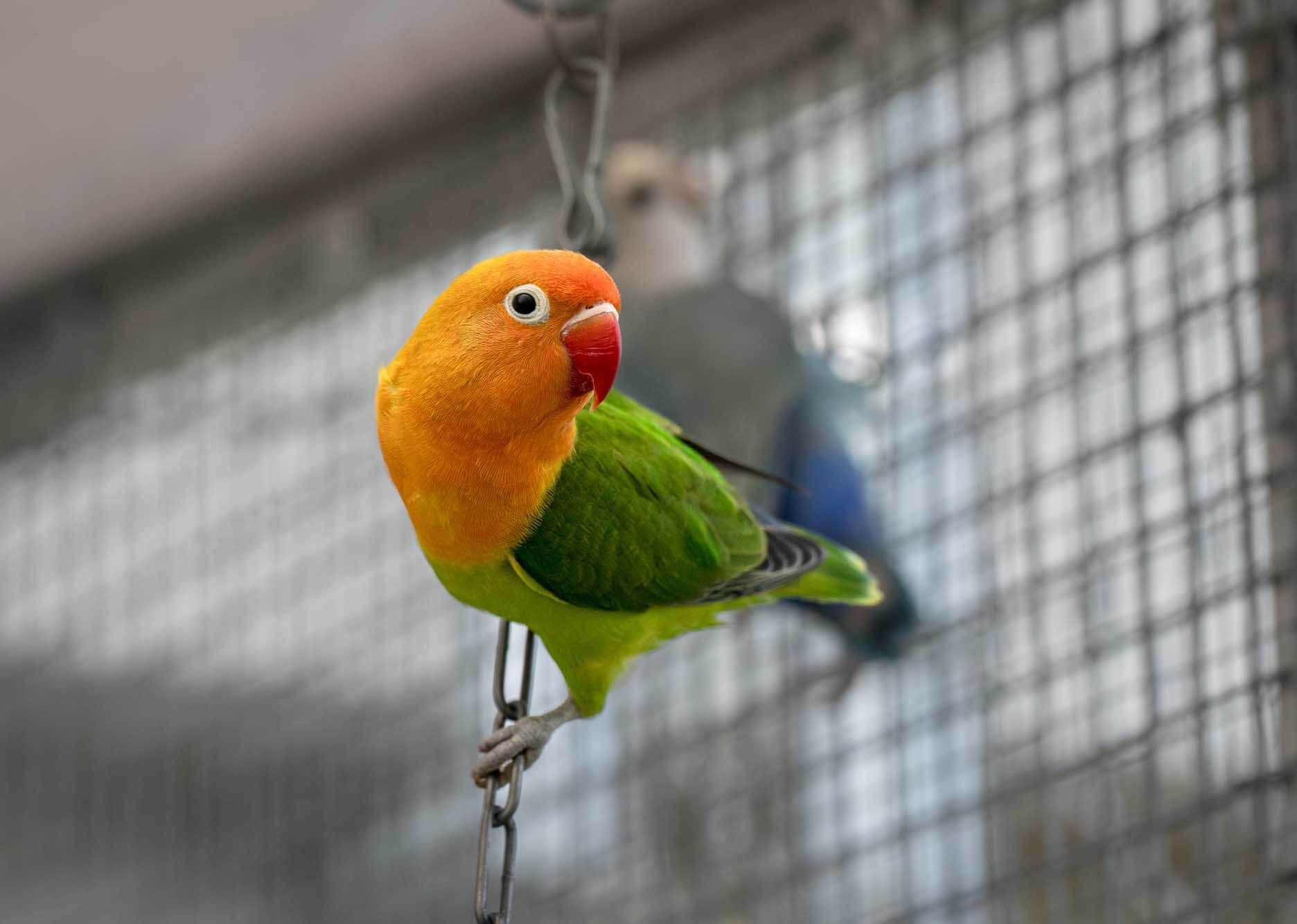 vogel-ikarus-daedalus/PumucklSergeAgapornis_DSG09363