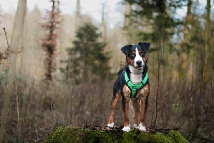 Anderes Heim – Hund Benny