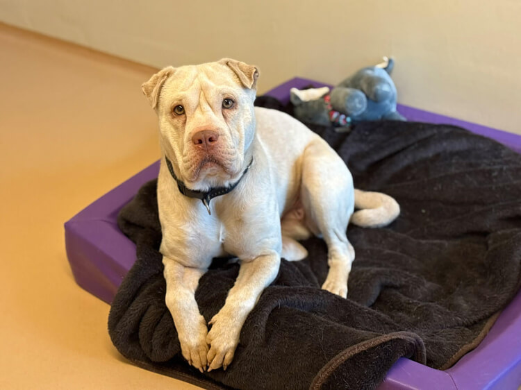 Anderes Heim – Hund Happy Hypo