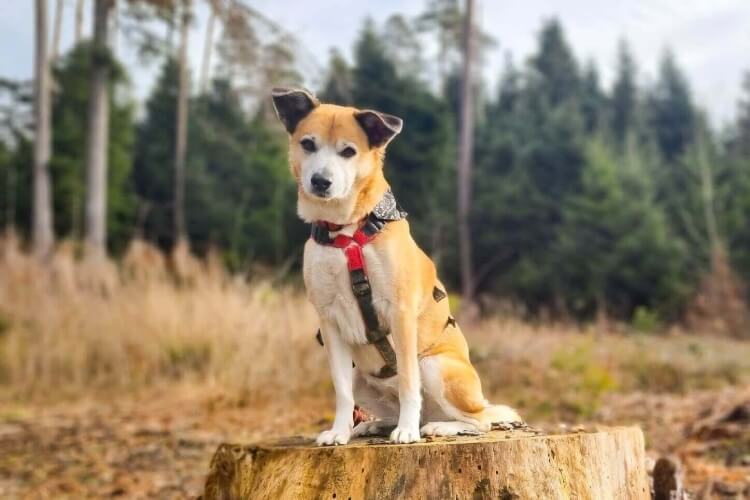 Anderes Heim – Hund Lessy
