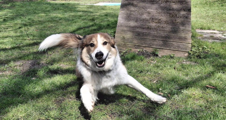 Anderes Heim – Hund Lex