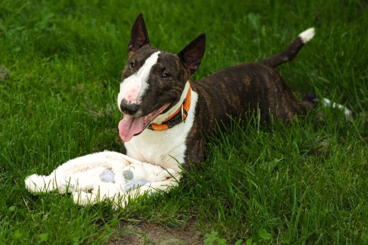 Anderes Heim – Hund Logan