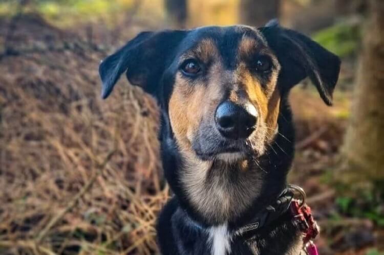 Anderes Heim – Hund Marley