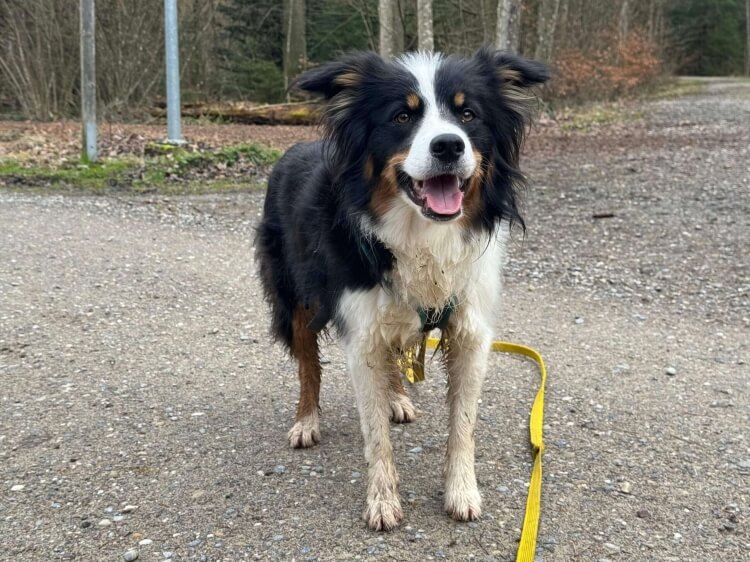 Anderes Heim – Hund Nala