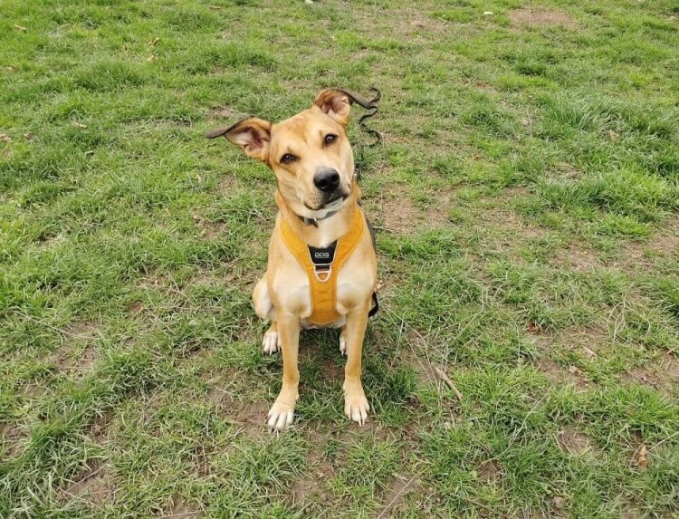 Anderes Heim – Hund Piper