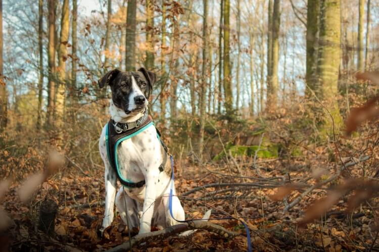 Anderes Heim – Hund Yades