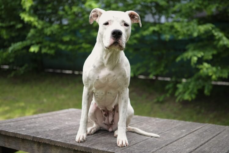 Anderes Heim – Hund Grace