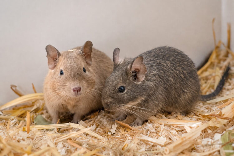 Degus Sander & Kitana, Degu – Kleintier zur Adoption in Winkel (ZH)