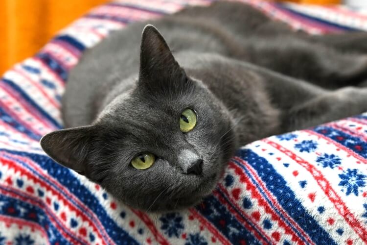 Katze Dina