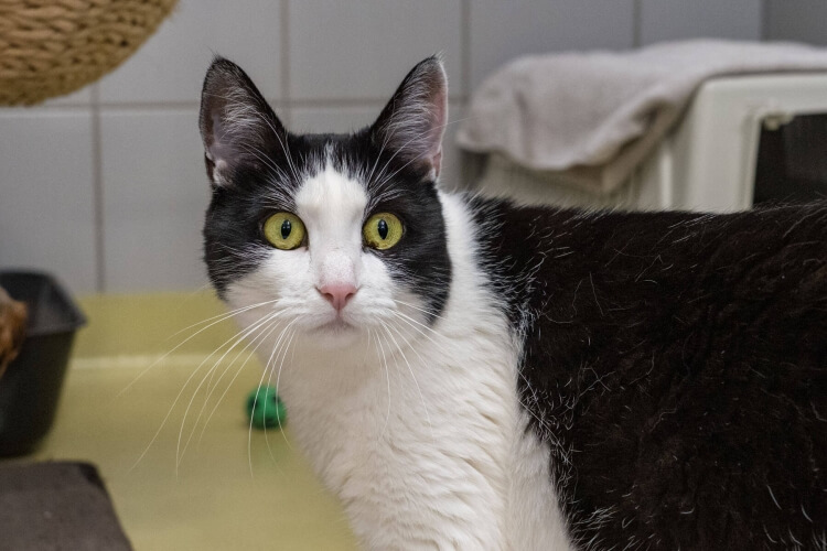 Katze Gigi