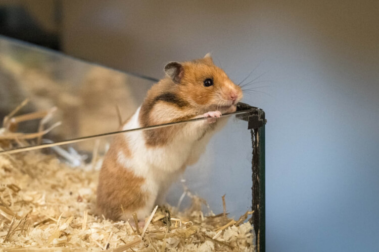 Hamster Kimberly