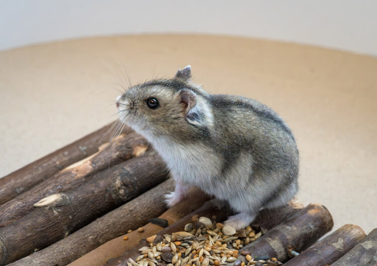 Hamster Mino, Hamster – Kleintier zur Adoption in Winkel (ZH)