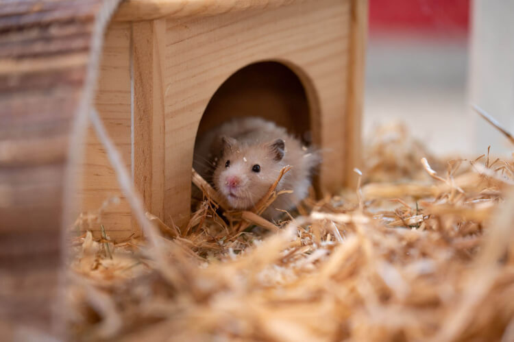 Hamster Wuschel