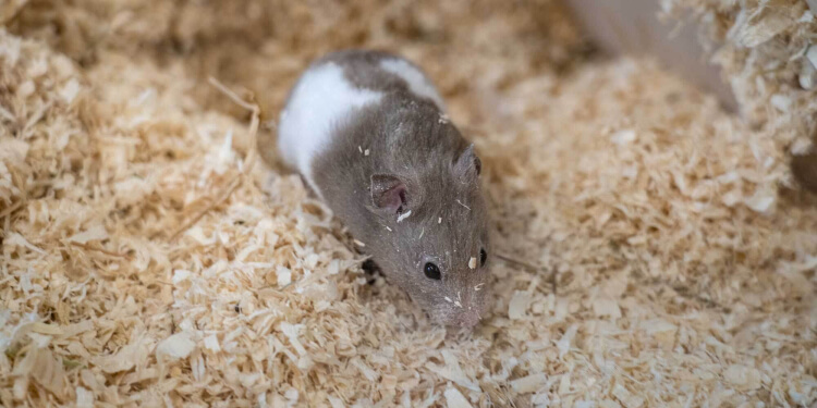 Hamster Zwirbeli