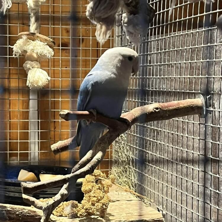 Roy