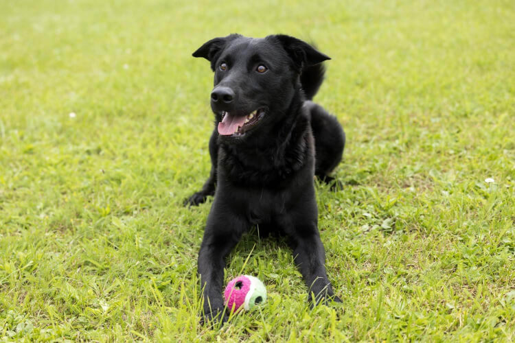 Hund Fitje