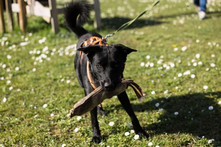 Hund Fitje