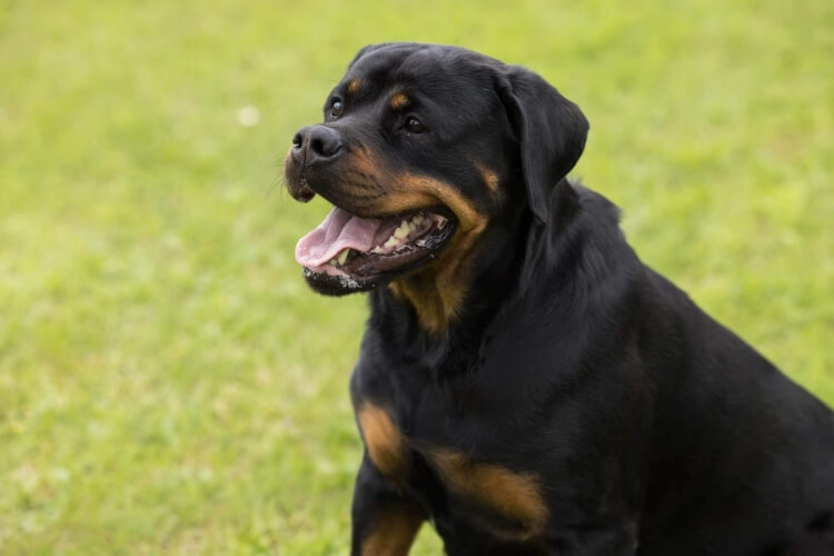 Hund Izzy