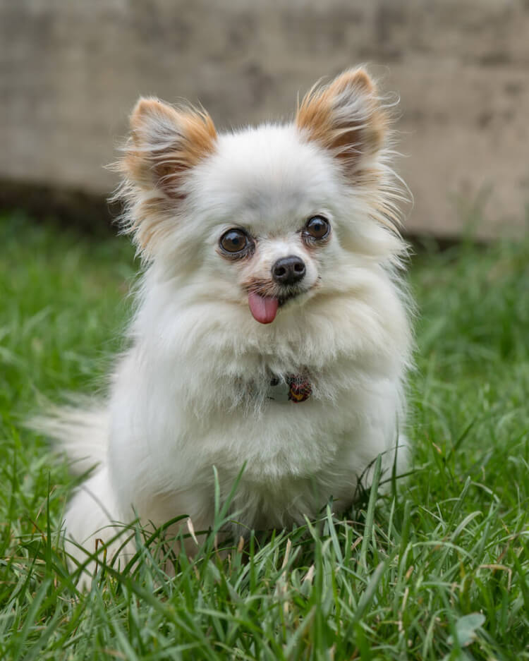 Tito, Chihuahua – Hund zur Adoption in Winkel (ZH)