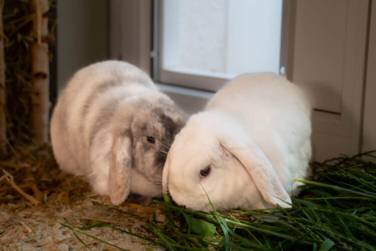 Kaninchen Amy & Walli