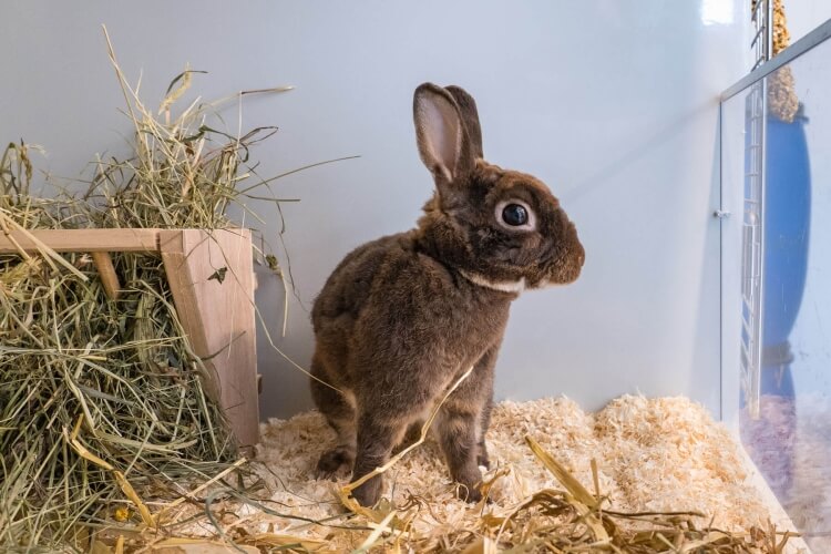 Kaninchen Bamse