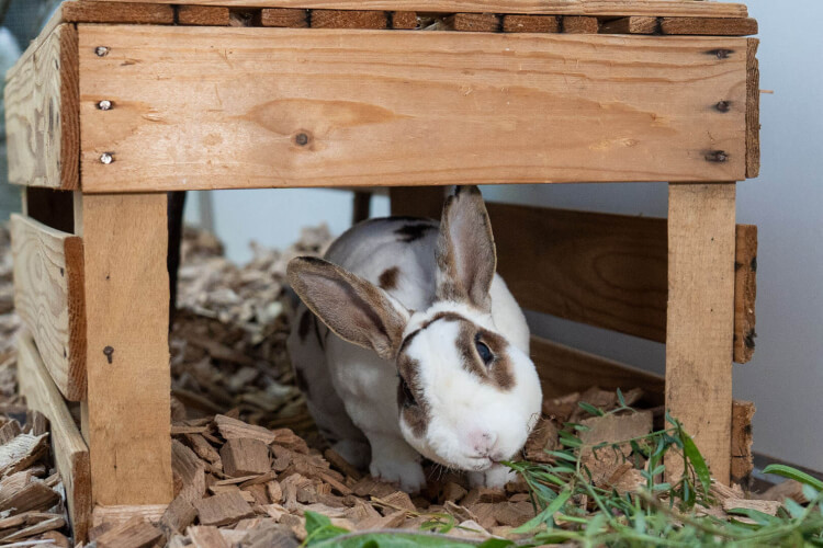 Kaninchen Rex