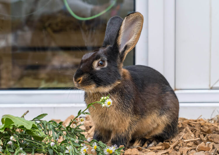 Kaninchen Ruko, Kaninchen – Kaninchen zur Adoption in Winkel (ZH)