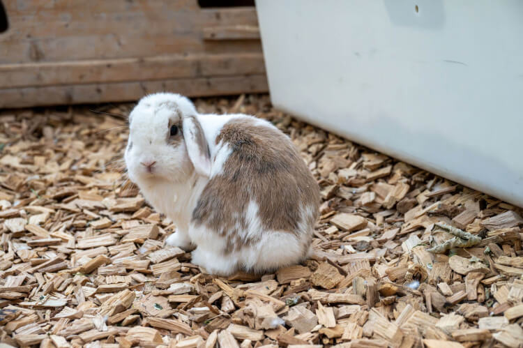 Kaninchen Lumpi
