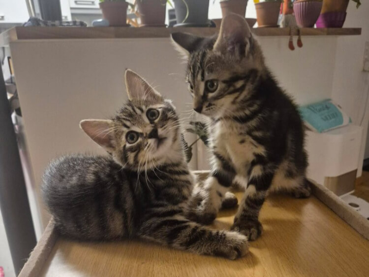 Yago & Akio, Europäische Hauskatze – Katze zur Adoption in Winkel (ZH)