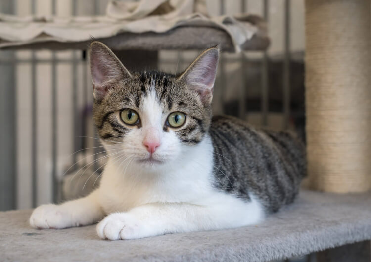 Alana, Europäische Hauskatze – Katze zur Adoption in Winkel (ZH)