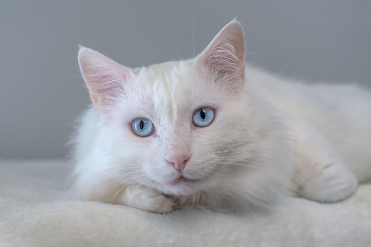 Katze Angelo