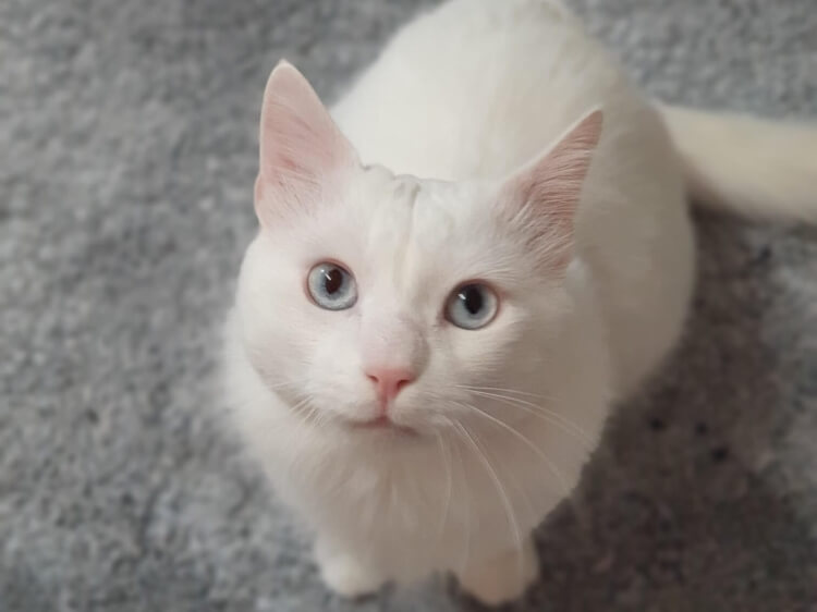 Angelo