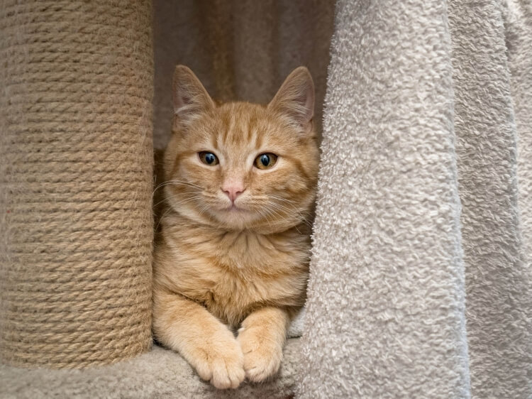 Katzen Archie, Priya & Ruby