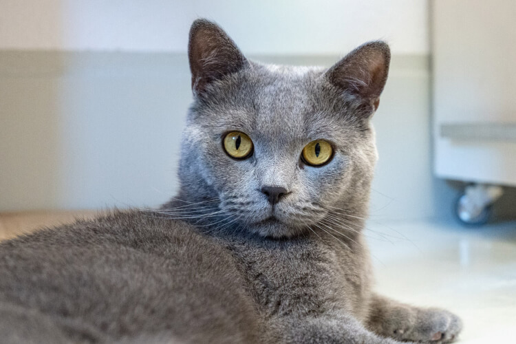 Katze Ayaz