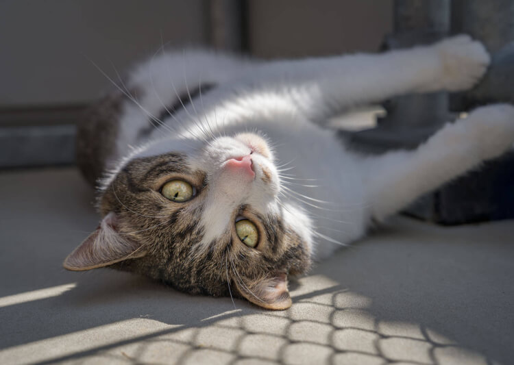 Katze Chloe