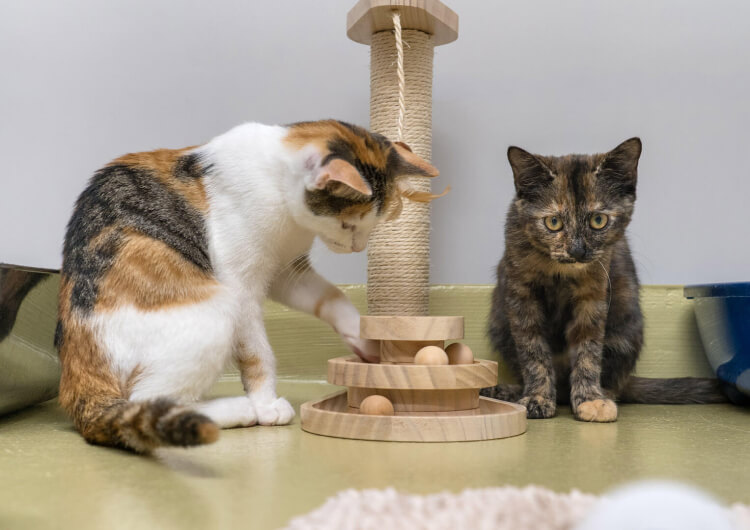 Katzen Cleo und Deja