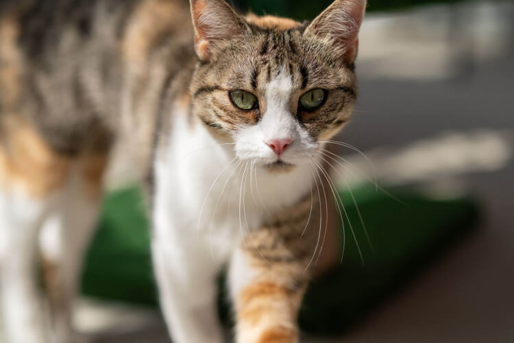 Katze Enja