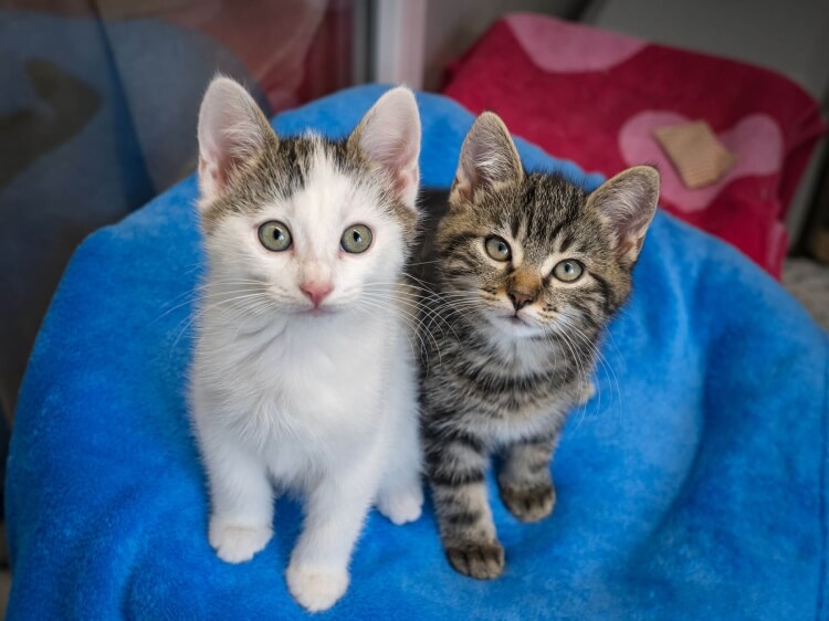 Katzen Fia, Fara & Frodo