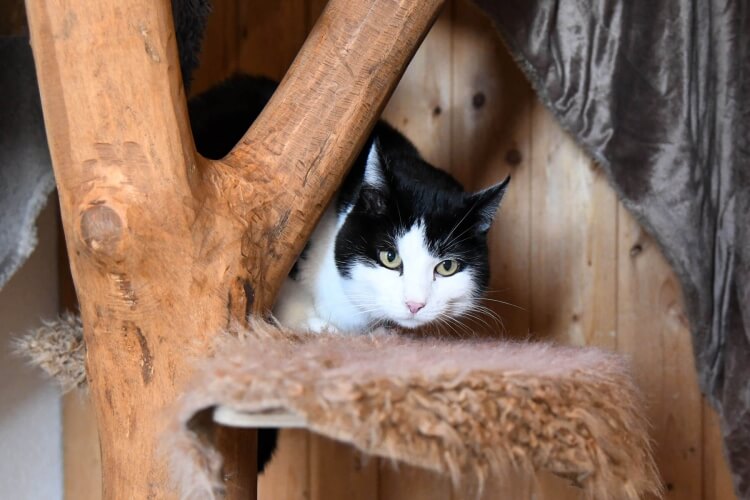 Katze Fläckli
