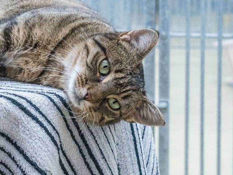 Katze Hera