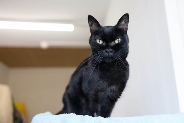 Katze Jenny