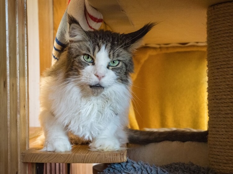 Katze Jimmy