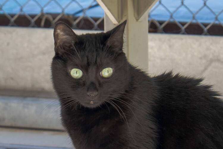 Katze Juno