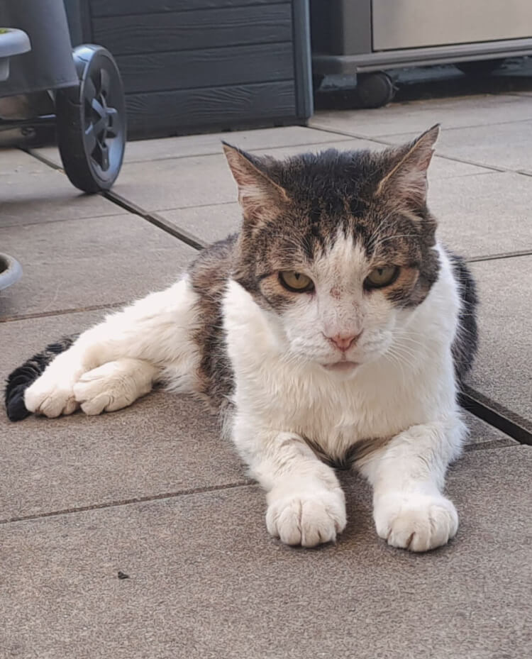 Katze Kört
