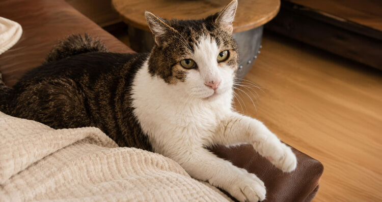 Katze Kört