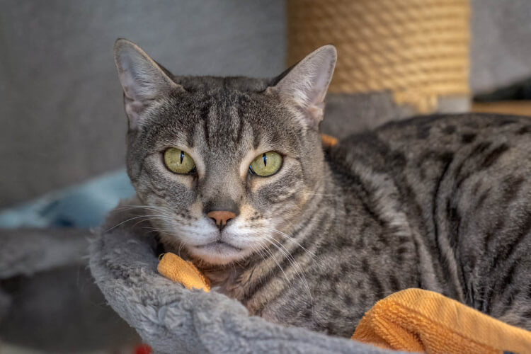 Katze Levana