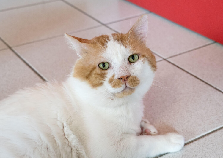 Katze Liam