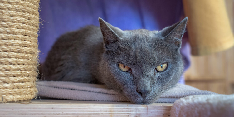 Katze Lino